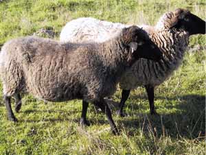 Mutterschaf und Tochter